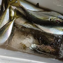 シースナイパー海龍 釣果