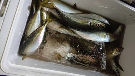 シースナイパー海龍 釣果