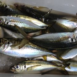 シースナイパー海龍 釣果