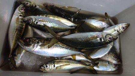 シースナイパー海龍 釣果