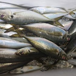 シースナイパー海龍 釣果