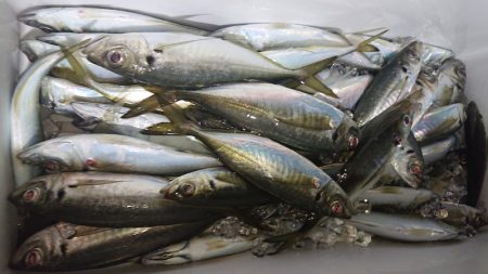 シースナイパー海龍 釣果