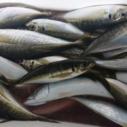 シースナイパー海龍 釣果