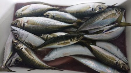 シースナイパー海龍 釣果