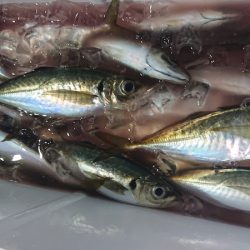 シースナイパー海龍 釣果