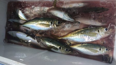 シースナイパー海龍 釣果