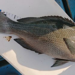 シースナイパー海龍 釣果