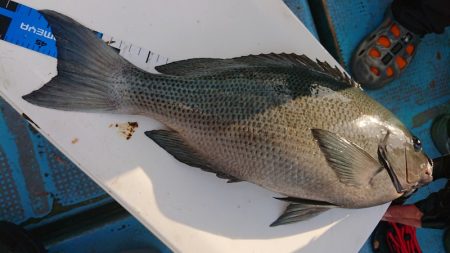 シースナイパー海龍 釣果