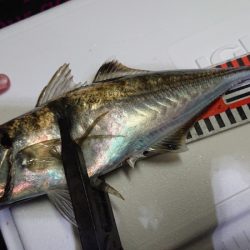 シースナイパー海龍 釣果