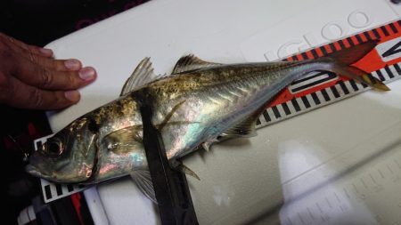 シースナイパー海龍 釣果