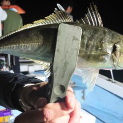 シースナイパー海龍 釣果