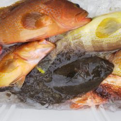 第二龍勢丸 釣果