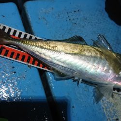 シースナイパー海龍 釣果