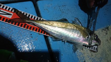 シースナイパー海龍 釣果