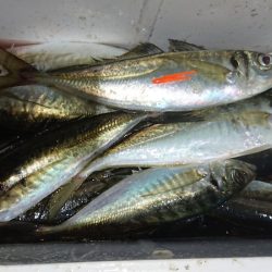 シースナイパー海龍 釣果