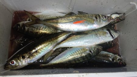 シースナイパー海龍 釣果