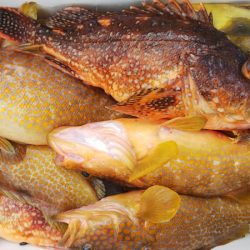 第二龍勢丸 釣果