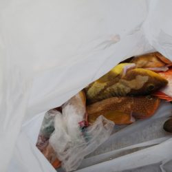 第二龍勢丸 釣果