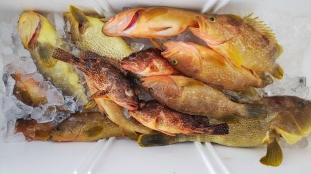 第二龍勢丸 釣果