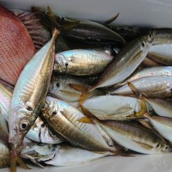 金沢八景鴨下丸 釣果