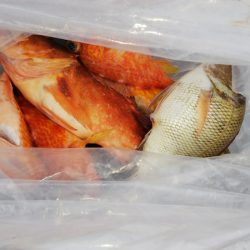 第二龍勢丸 釣果