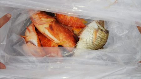 第二龍勢丸 釣果