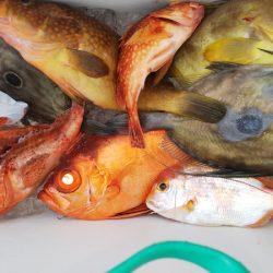 第二龍勢丸 釣果