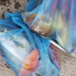 第二龍勢丸 釣果