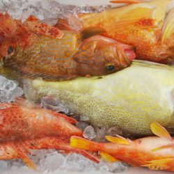 第二龍勢丸 釣果