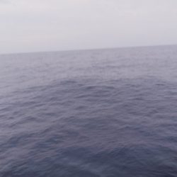 第二龍勢丸 釣果