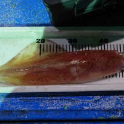 海龍丸（石川） 釣果