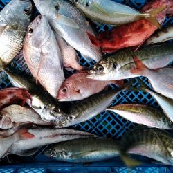 小島丸 釣果