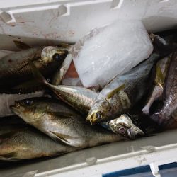 シースナイパー海龍 釣果