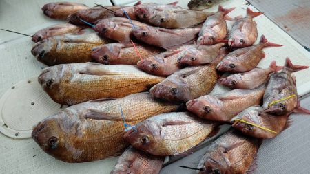 タイラバ遊漁船 ワンピース 釣果