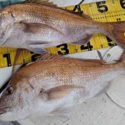 タイラバ遊漁船 ワンピース 釣果