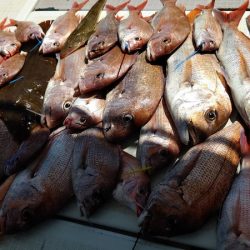 タイラバ遊漁船 ワンピース 釣果