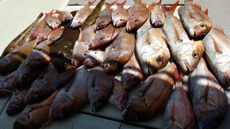 タイラバ遊漁船 ワンピース 釣果