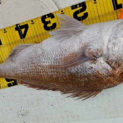 タイラバ遊漁船 ワンピース 釣果