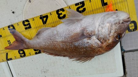 タイラバ遊漁船 ワンピース 釣果