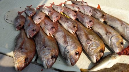 タイラバ遊漁船 ワンピース 釣果