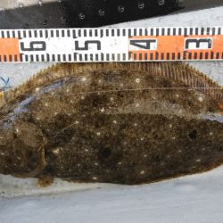 第二龍勢丸 釣果