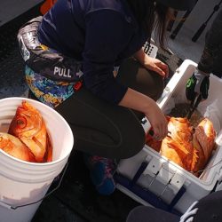 第二龍勢丸 釣果