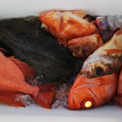 第二龍勢丸 釣果