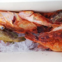 第二龍勢丸 釣果