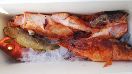 第二龍勢丸 釣果