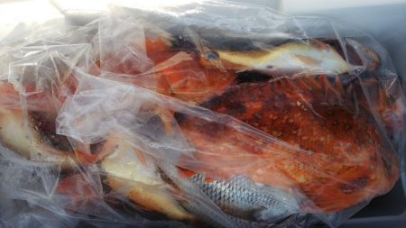 第二龍勢丸 釣果