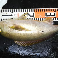 第二龍勢丸 釣果