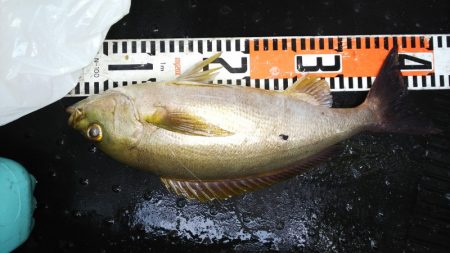 第二龍勢丸 釣果