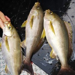 第二龍勢丸 釣果