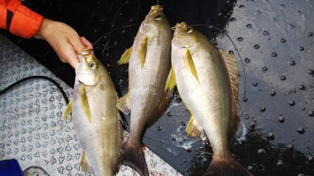 第二龍勢丸 釣果